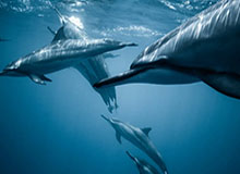 九游娱乐-伦敦世乒赛小组赛签表出炉：国乒男、女团均与韩国同组